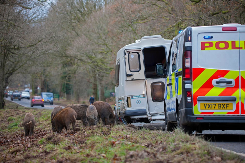 Đàn lợn rừng kiếm ăn dọc đường giao thông gần rừng Dean ở Gloucestershire, Anh. (Nguồn Guardian)