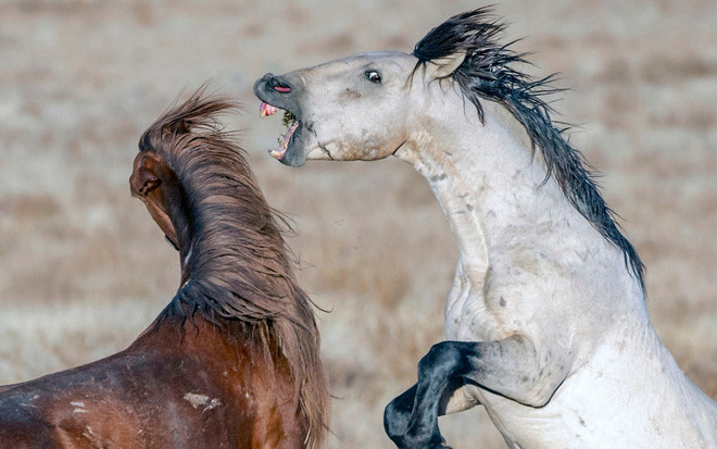 Hai con ngựa hoang quyết chiến trên sa mạc ở bang Utah, Mỹ. (Nguồn Guardian)