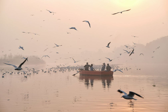 Chim di cư bay qua đầu du khách chèo thuyền trên sông Yamuna ở thành phố New Delhi, Ấn Độ. (Nguồn Guardian)