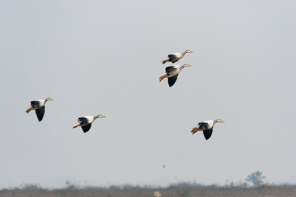 Đàn ngỗng Ấn Độ bay trên bầu trời ở Nagrota Suriyan, Ấn Độ. (Nguồn Guardian)