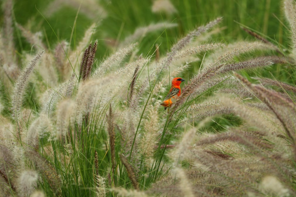 Chim sẻ đỏ đậu trên bông lau ở Poste de Flacq, Mauritius. (Nguồn Guardian)