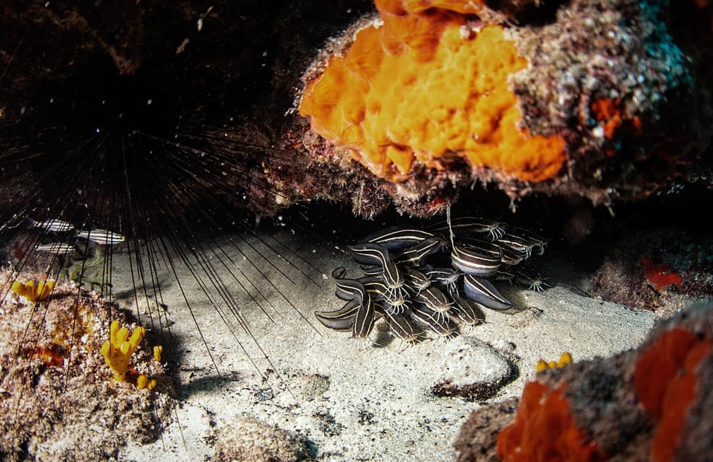 Cá mèo bơi dưới đáy biển gần bờ biển Samandag, Thổ Nhĩ Kỳ. (Nguồn Guardian)