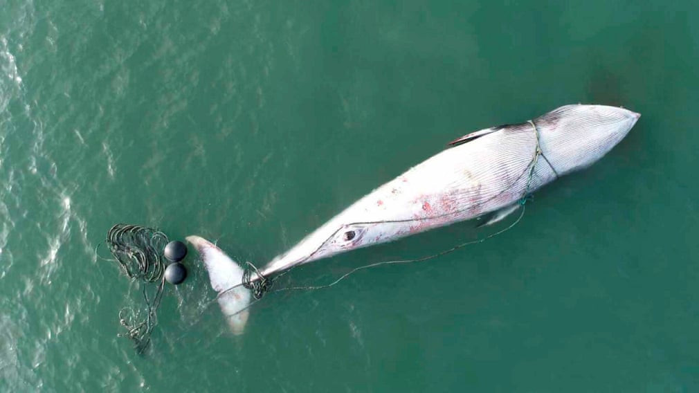 Công nhân cố gắng vớt xác cá voi khổng lồ gần đảo Jiming ở tỉnh Sơn Đông, Trung Quốc. (Nguồn Guardian)