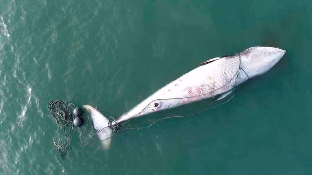 Công nhân cố gắng vớt xác cá voi khổng lồ gần đảo Jiming ở tỉnh Sơn Đông, Trung Quốc. (Nguồn Guardian)