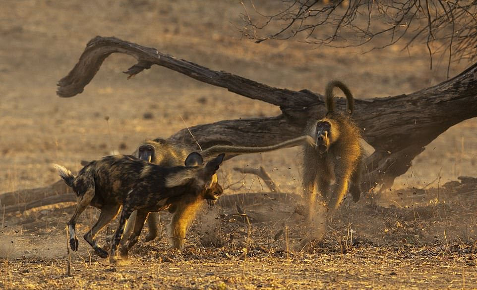 Hình ảnh động vật ấn tượng ghi cảnh đàn chó hoang bao vây khỉ đầu chó trước khi xé xác con mồi ở Mana Pools, Zimbabwe. (Nguồn Guardian)