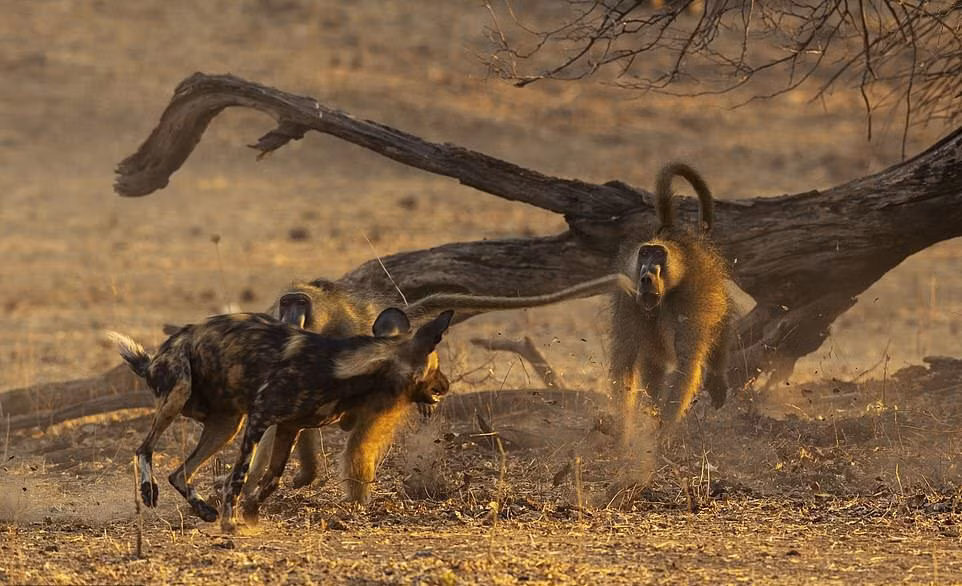 Hình ảnh động vật ấn tượng ghi cảnh đàn chó hoang bao vây khỉ đầu chó trước khi xé xác con mồi ở Mana Pools, Zimbabwe. (Nguồn Guardian)