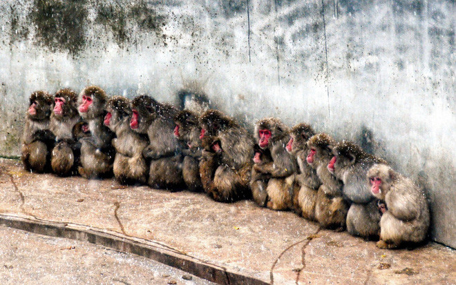 Khỉ tuyết ôm nhau để giữ ấm trong đợt tuyết rơi đầu mùa tại vườn thú Omoriyama ở Akita, Nhật Bản. (Nguồn Guardian)