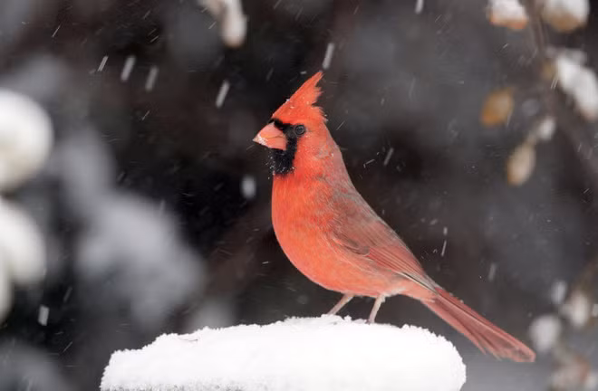 Chim giáo chủ đứng trên cành cây phủ đầy tuyết trắng tại thị trấn Lawrence ở bang Kansas, Mỹ. (Nguồn Guardian)