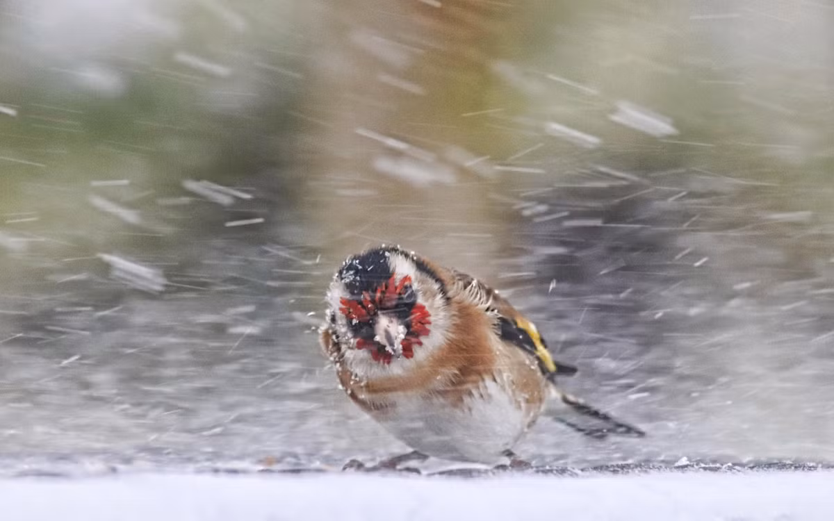 Chim nhỏ vật vã chống chọi với bão tuyết ở Wexford, Ireland. (Nguồn Guardian)