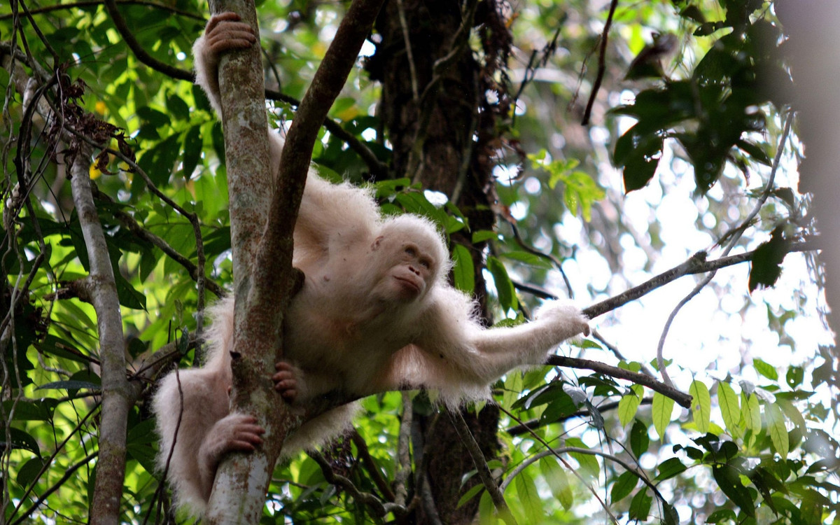 Đười ươi bạch tạng duy nhất trên thế giới được thả trở lại môi trường tự nhiên ở Borneo, Indonesia. (Nguồn Guardian)