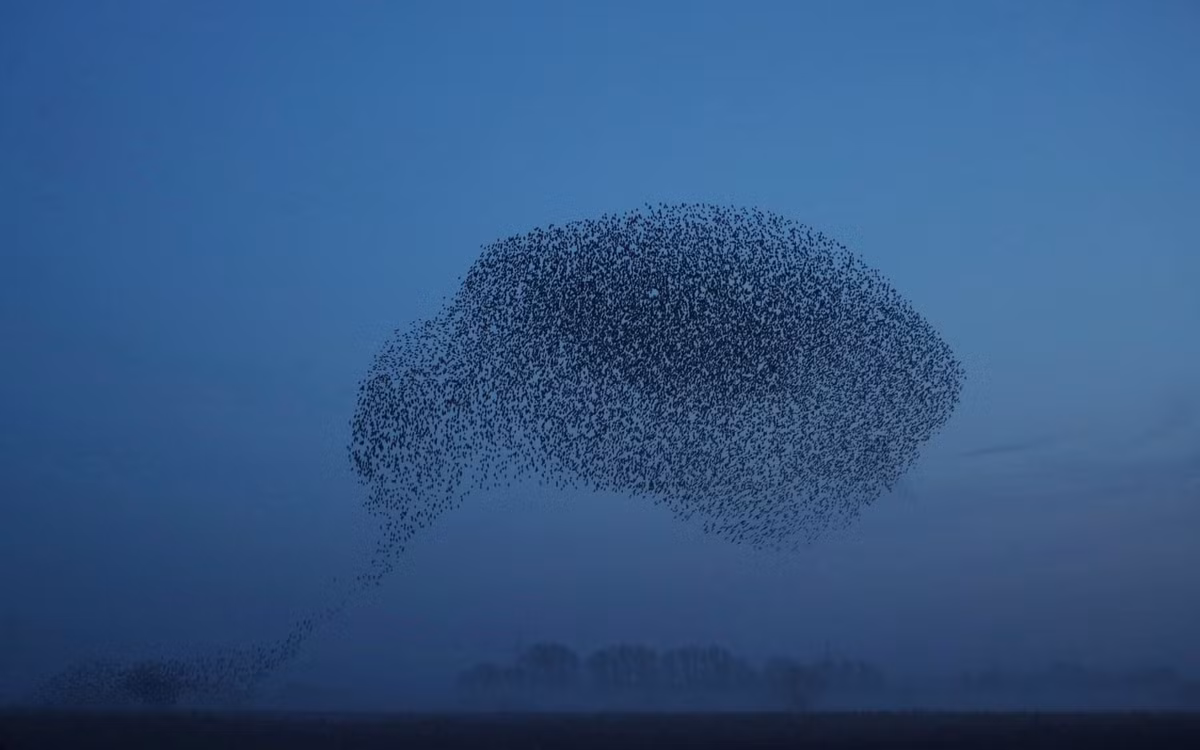 Hàng nghìn con chim sáo đá bay trên bầu trời ở Cambridgeshire, Anh. (Nguồn Guardian)