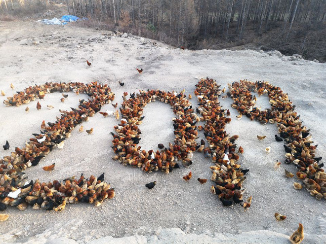 Người nông dân Wang Lipeng dùng gà để xếp thành số “2019” tại trang trại của anh ở tỉnh Hắc Long Giang, Trung Quốc. Anh tạo hình bằng cách dùng thức ăn để dụ đàn gà. (Nguồn Guardian)