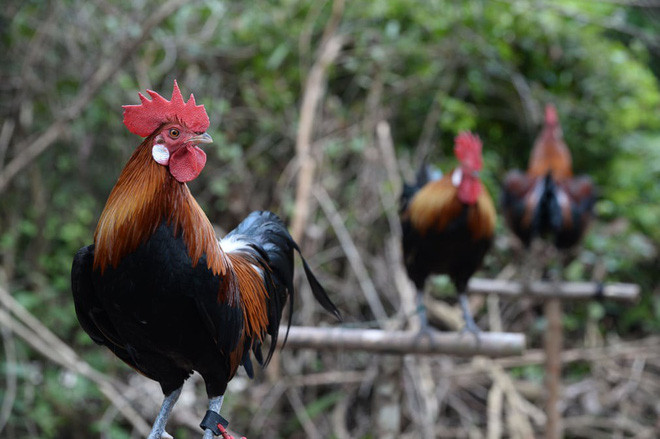 Những con gà trống đứng trên cây sào trong một cuộc thi gáy ở Ra-ngae, Thái Lan. (Nguồn Guardian)