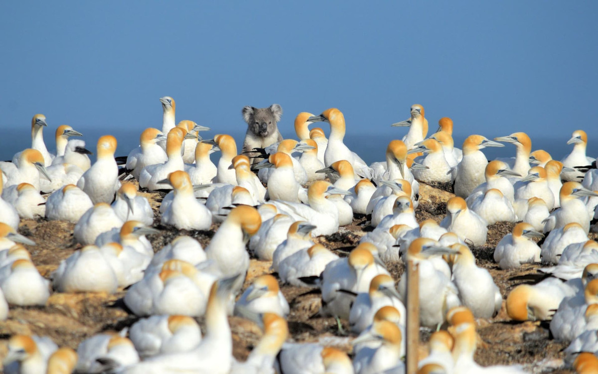 Gấu túi xuất hiện gần đàn chim biển đang nằm nghỉ ngơi tại thị trấn Victoria, Ba Lan. (Nguồn Guardian)