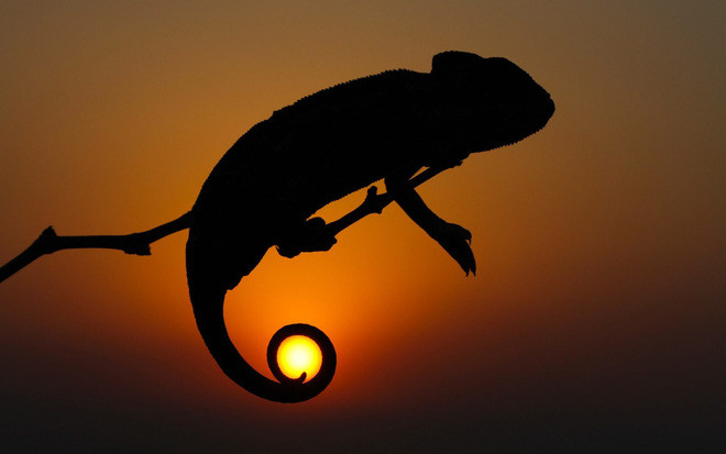 Tắc kè hoa dường như đang dùng đuôi túm lấy mặt trời ở Thổ Nhĩ Kỳ. (Nguồn Guardian)