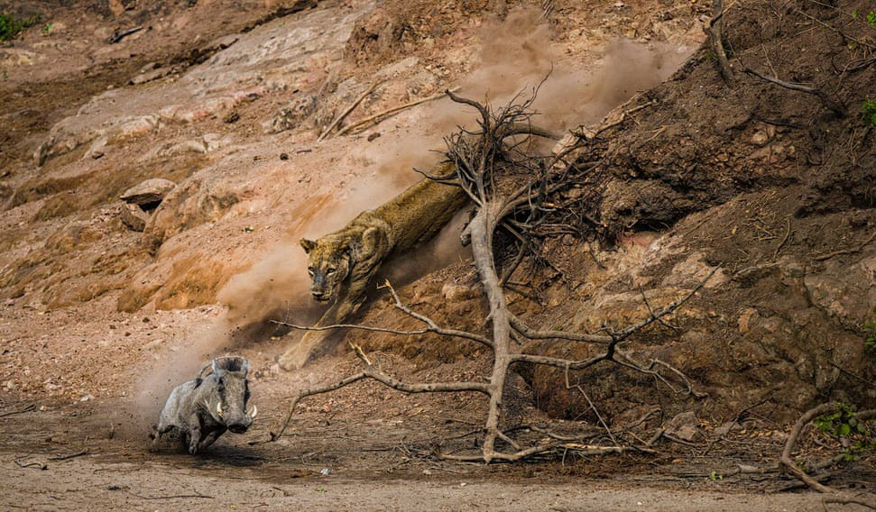 Hình ảnh động vật ấn tượng ghi cảnh sư tử truy đuổi lợn lòi trong vườn quốc Mana Pools, Zimbabwe. (Nguồn Guardian)