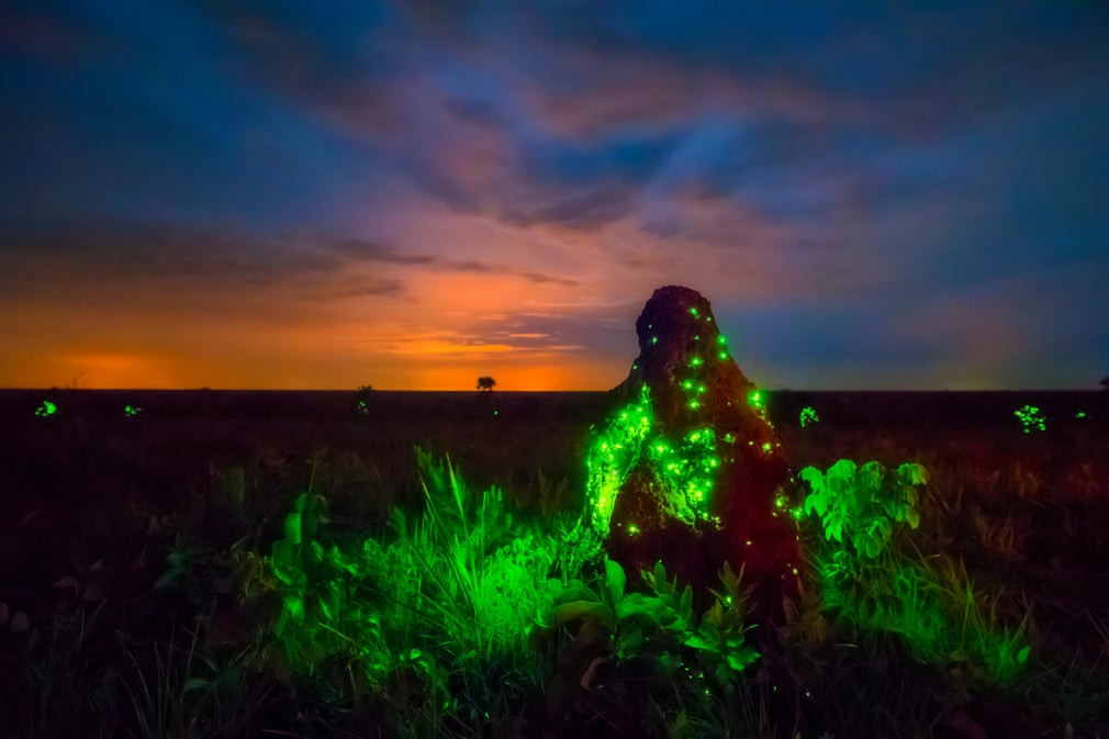 Bọ cánh cứng phát sáng thu hút mối bay trên một tổ mối trong vườn quốc gia Emas, Brazil. (Nguồn Guardian)