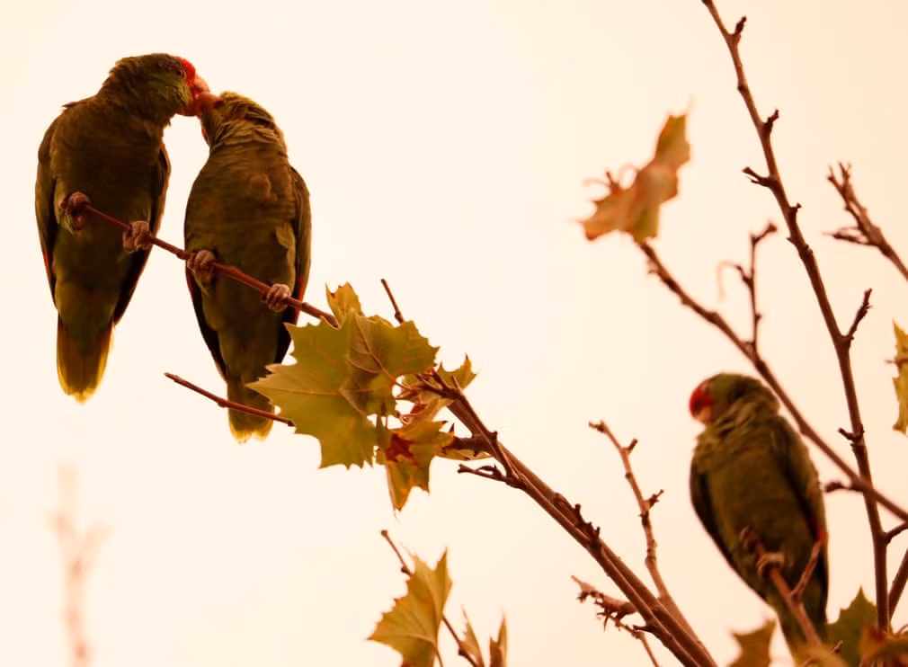 Cặp vẹt khóa môi nhau lúc hoàng hôn ở Pasadena, bang California, Mỹ. (Nguồn Guardian)
