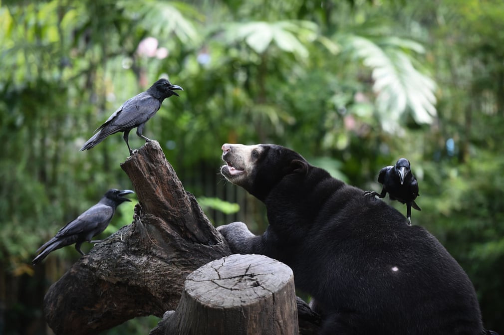 Gấu mặt trời chơi đùa cùng với quạ trong vườn thú Dusit ở thành phố Bangkok, Thái Lan. (Nguồn Guardian)