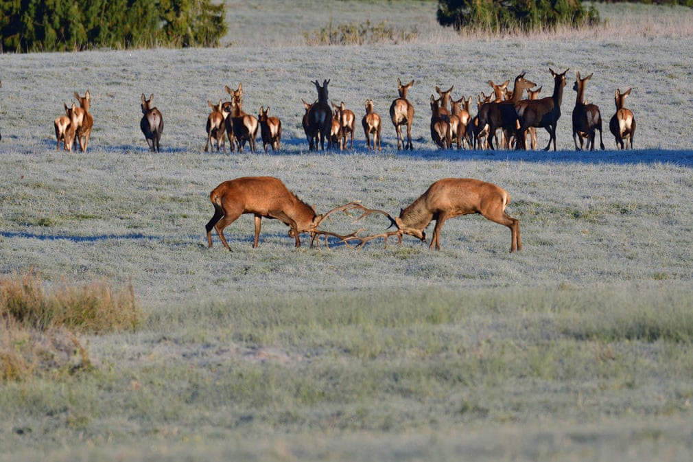 Cặp hươu đực quyết chiến tranh giành bạn tình trong mùa sinh sản ở Slovakia. (Nguồn Guardian)