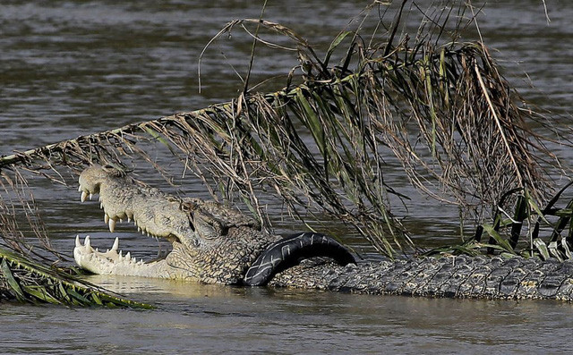 Cá sấu khổng lồ bị mắc kẹt đầu trong lốp xe nằm cạnh bờ sông ở Indonesia. (Nguồn Guardian)