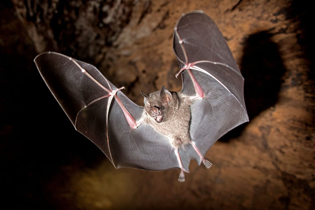 Dơi bay hướng về ống kinh camera trong rừng ở Tambopata, Madre de Dios, Peru. (Nguồn Guardian)