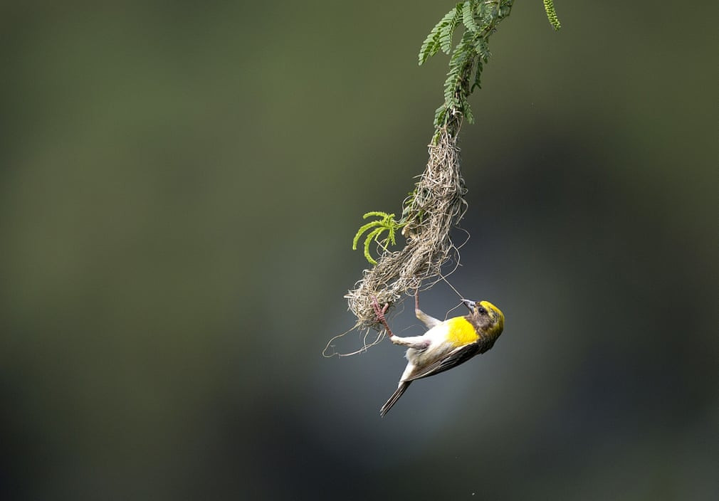 Chim rồng rộc làm tổ trên cây ở ngoại ô thành phố Hyderabad, Ấn Độ. (Nguồn Guardian)