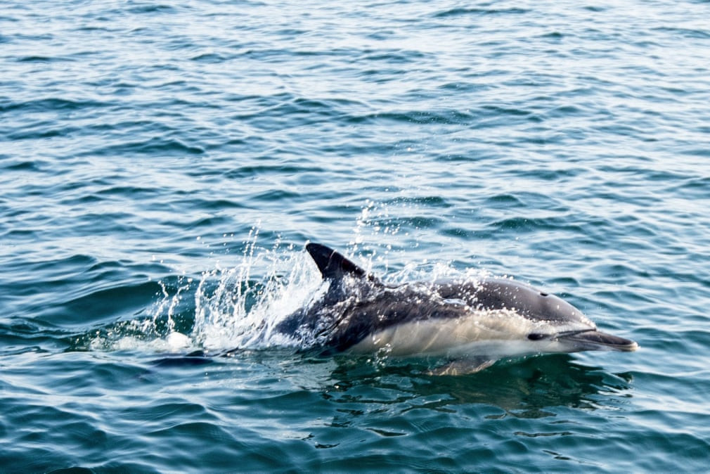 Cá heo bơi ngoài khơi bờ biển La Turballe, tây Pháp. (Nguồn Guardian)