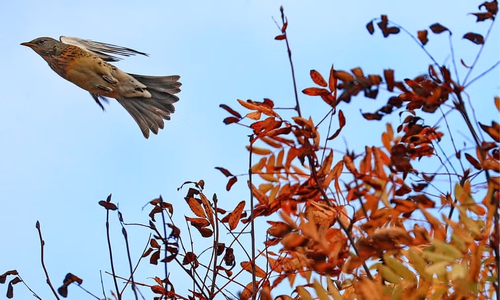 Chim hét đầu xám cất cánh trên bầu trời tại thành phố Ivanovo, Nga. (Nguồn Guardian)