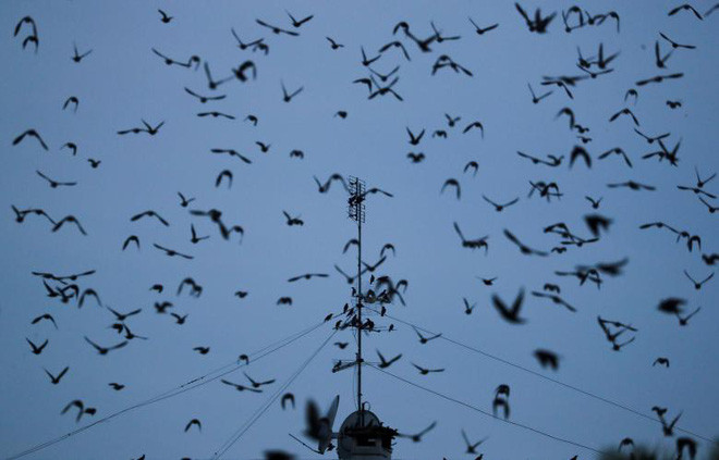 Đàn chim sáo bay kín bầu trời tại thành phố Rome, Italia. (Nguồn Guardian)