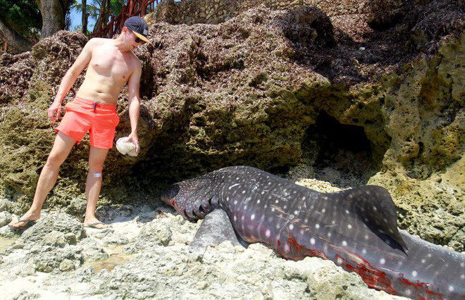 Du khách nhìn cá mập voi chết trôi dạt vào bãi biển tại khu Diani gần Mombasa, Kenya. (Nguồn Guardian)