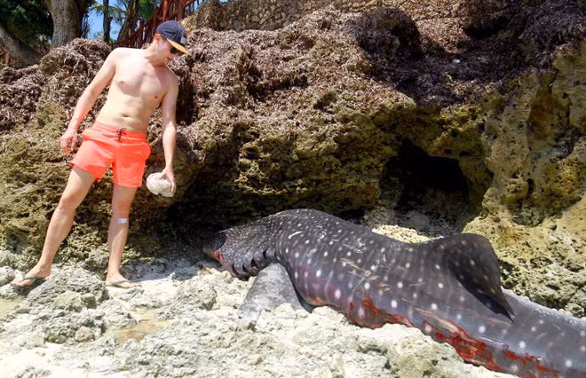 Du khách nhìn cá mập voi chết trôi dạt vào bãi biển tại khu Diani gần Mombasa, Kenya. (Nguồn Guardian)