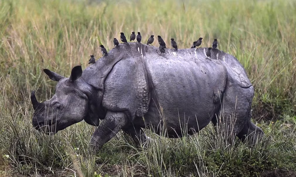 Chim đậu trên lưng tê giác một sừng trong vườn quốc gia Kaziranga ở Assam, Ấn Độ. (Nguồn Guardian)