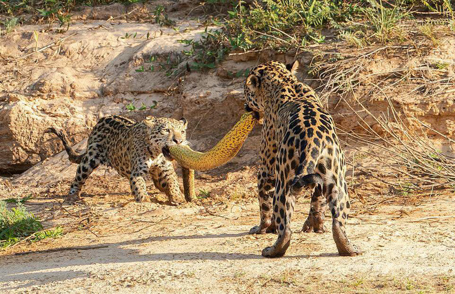 Hình ảnh động vật ấn tượng do nhiếp ảnh gia người Hà Lan Arjan Jongeneel may mắn chứng kiến và ghi lại cảnh tượng hai mẹ con báo đốm Mỹ cắn xé một con trăn khổng lồ dài gần 5m trên bờ sông tại vùng đầm lầy Pantanal, Brazil. (Nguồn Guardian)