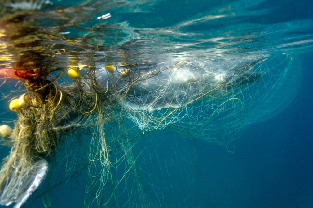 Cá voi lưng gù con bị mắc lưới đánh cá mập ở ngoài khơi bờ biển Queensland, Australia. (Nguồn Guardian)