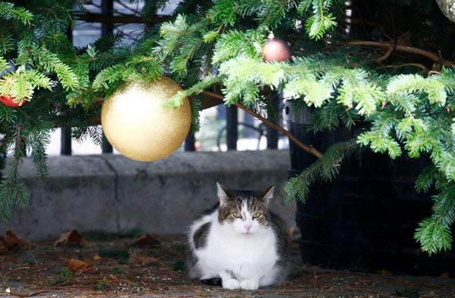 Mèo nằm dưới cây thông Noel tại phố Downing ở London, Anh. (Nguồn Guardian)