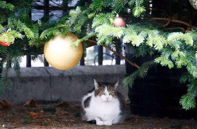 Mèo nằm dưới cây thông Noel tại phố Downing ở London, Anh. (Nguồn Guardian)