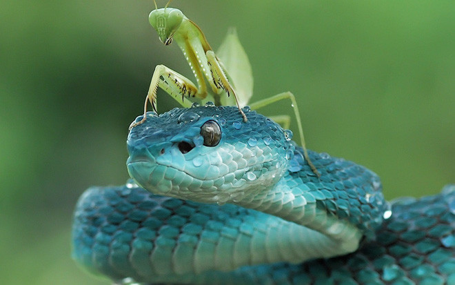 Hình ảnh động vật do nhiếp ảnh giaYan Hidayatyan, 43 tuổi, chụp ảnh bọ ngựa cưỡi trên đầu rắn độc ở Padang, West Sumatr, Indonesia. (Nguồn Guardian)