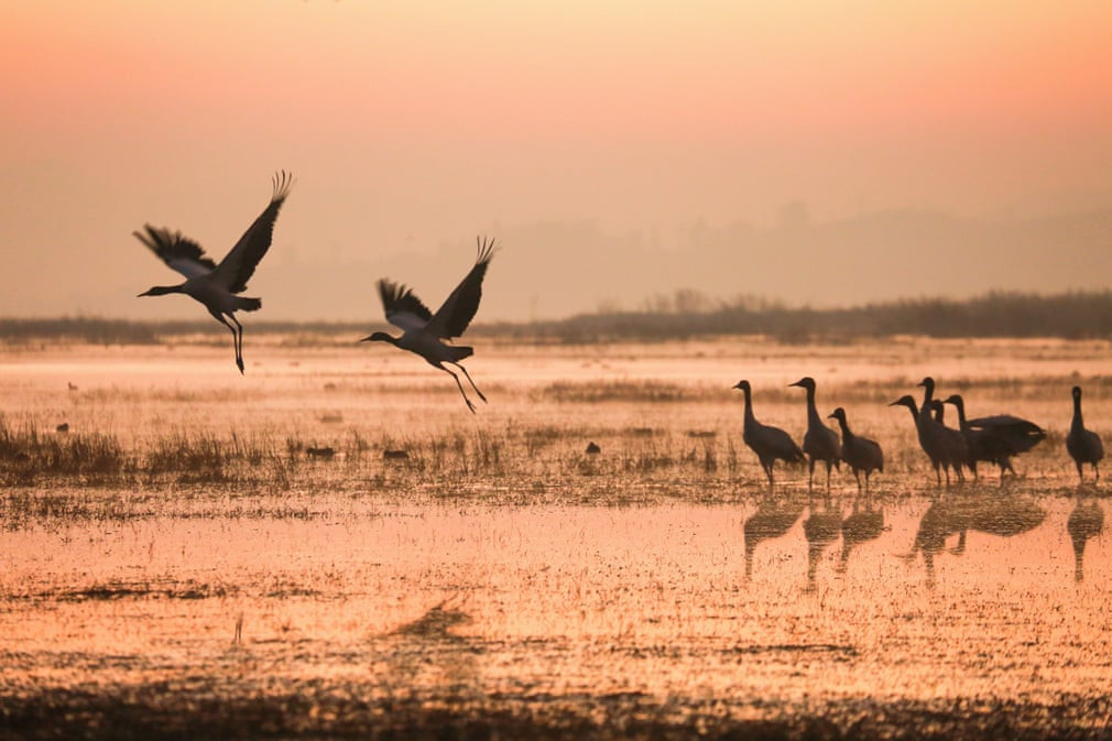 Chim sếu đầu đen kiếm ăn trong khu bảo tồn thiên nhiên Thảo Hải, tỉnh Quý Châu, Trung Quốc. (Nguồn Guardian)