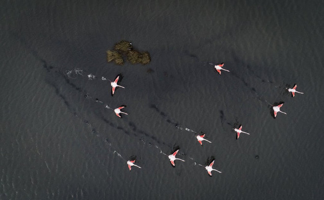 Chim hồng hạc chạy trên hồ Hersek ở thành phố Yalova, Thổ Nhĩ Kỳ. (Nguồn Guardian)