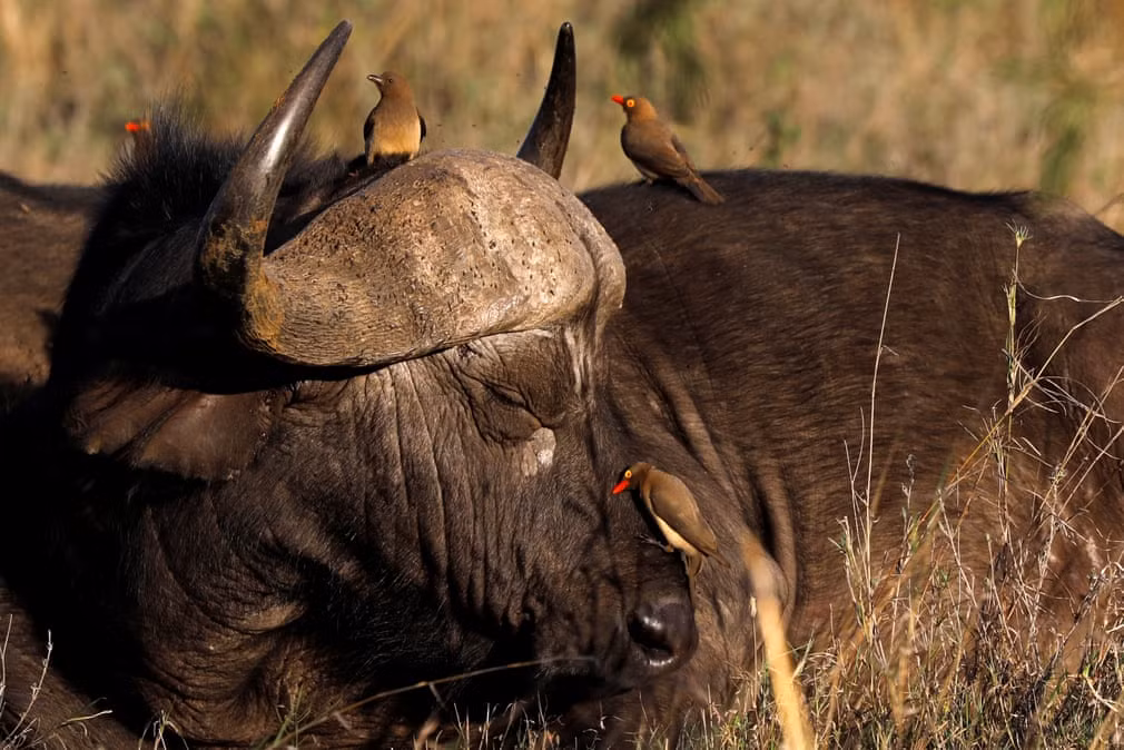 Chim đậu trên lưng trâu trong vườn quốc gia Nairobi, Kenya. (Nguồn Guardian)