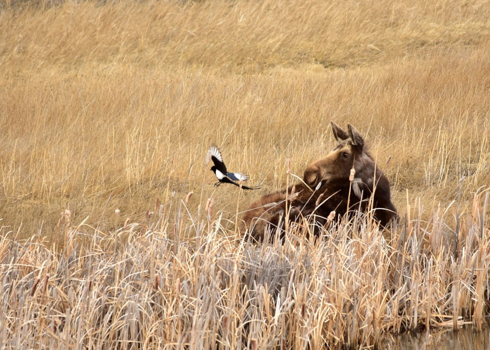 Nai sừng tấm và chim ác là trong vườn quốc gia Seedskadee ở bang Wyoming, Mỹ. (Nguồn Guardian)