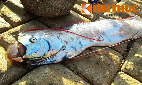 Ca “la” dai hon 3 met dat vao bai bien o Ha Tinh-Hinh-2