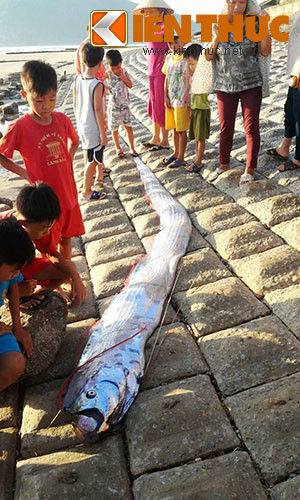 Ca “la” dai hon 3 met dat vao bai bien o Ha Tinh