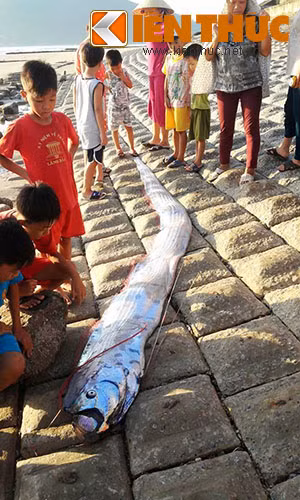 Ca “la” dai hon 3 met dat vao bai bien o Ha Tinh