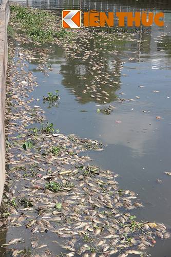 Vi sao ca chet trang tren kenh Nhieu Loc mot cach kho hieu?