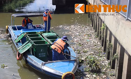 Vi sao ca chet trang tren kenh Nhieu Loc mot cach kho hieu?-Hinh-2