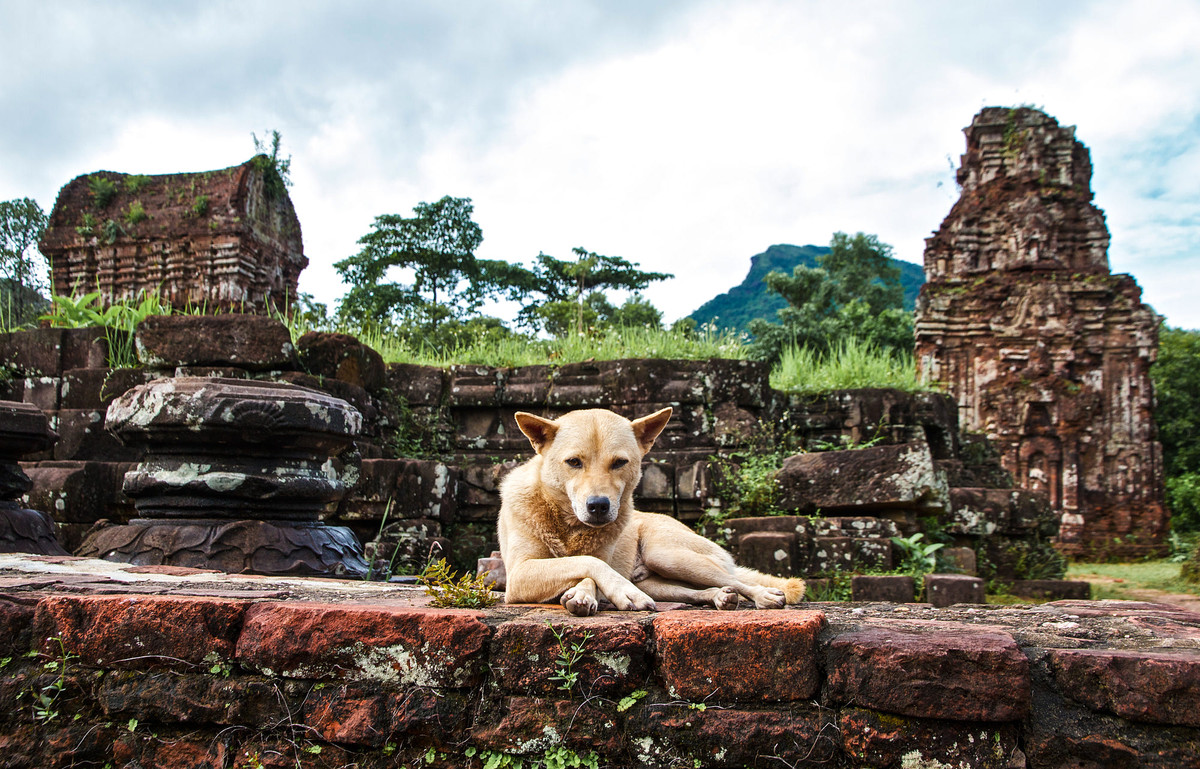Chú chó thư giãn trên nền tháp cổ. Ảnh: Elias Jerusalem / 500px.com.