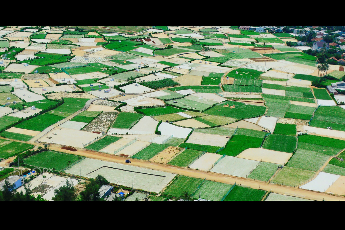 Những thửa ruộng trồng tỏi trên đảo Lý Sơn.