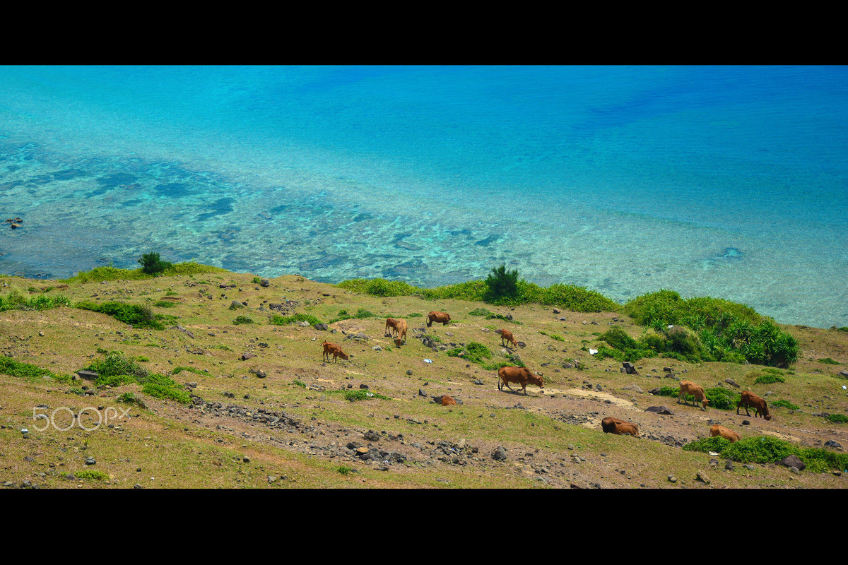 Đàn bò thảnh thơi gặm cỏ trên núi Thới Lới, phía xa là mặt biển xanh biếc.